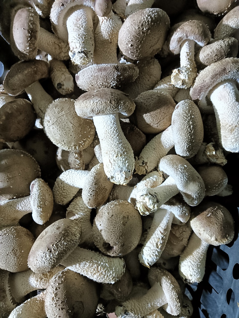 新鲜香菇