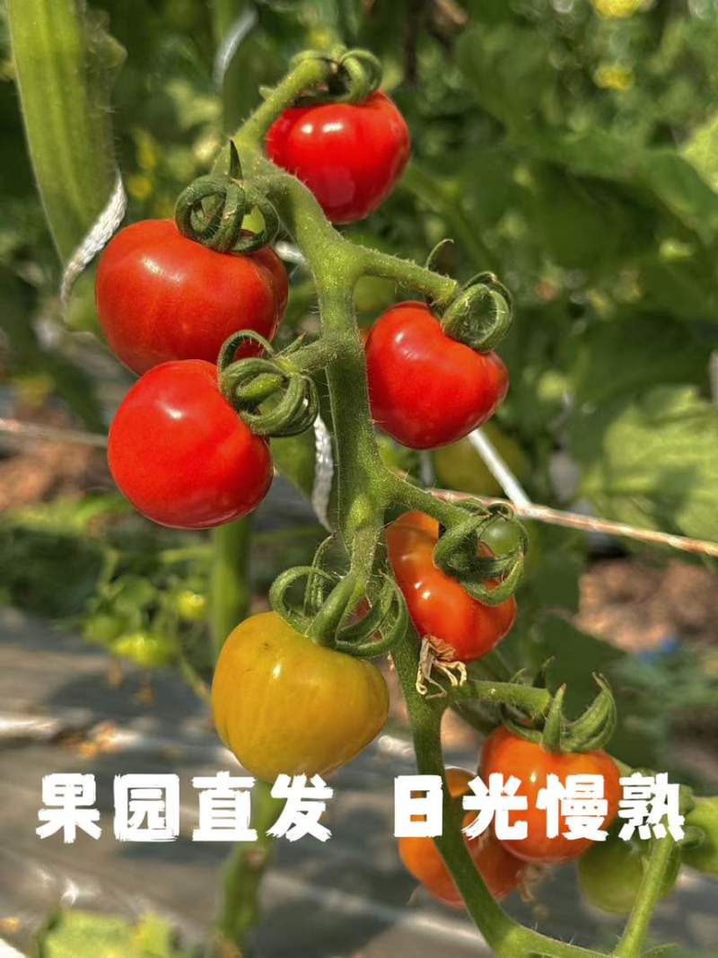 云南高原冰淇淋小番茄