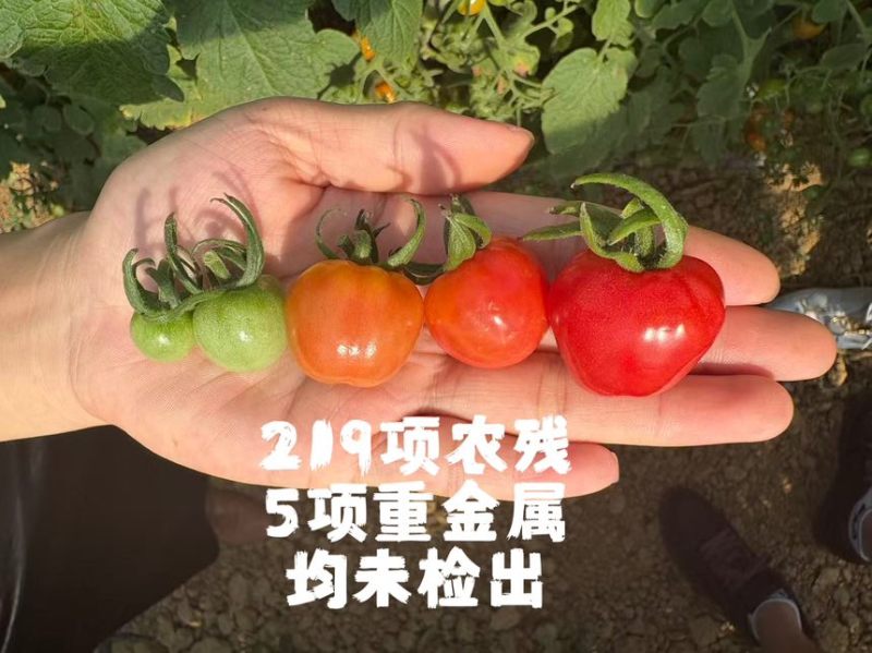 云南高原冰淇淋小番茄