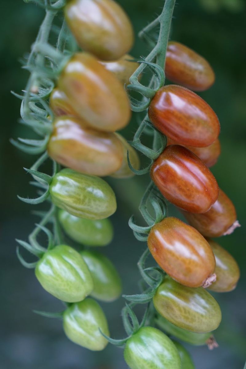 葡萄番茄