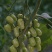 葡萄番茄