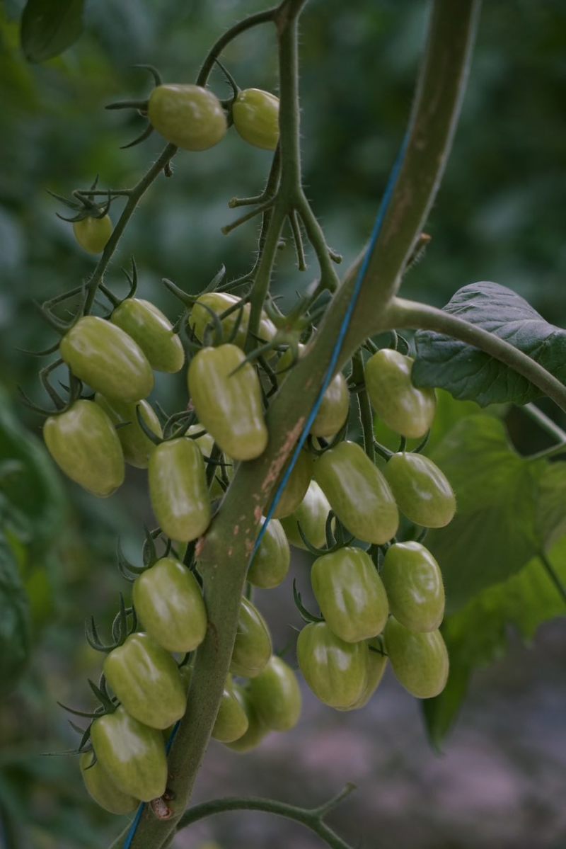 葡萄番茄