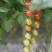 葡萄番茄