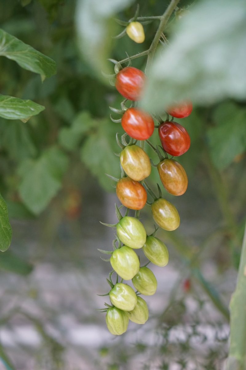 葡萄番茄