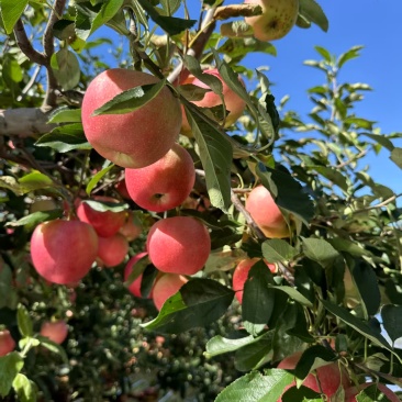 绥中县澳洲红嘎啦苹果