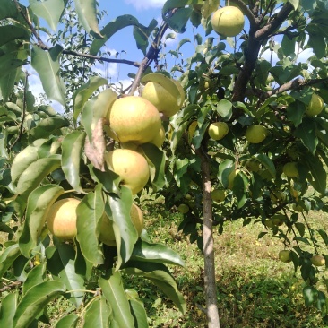 延边苹果梨