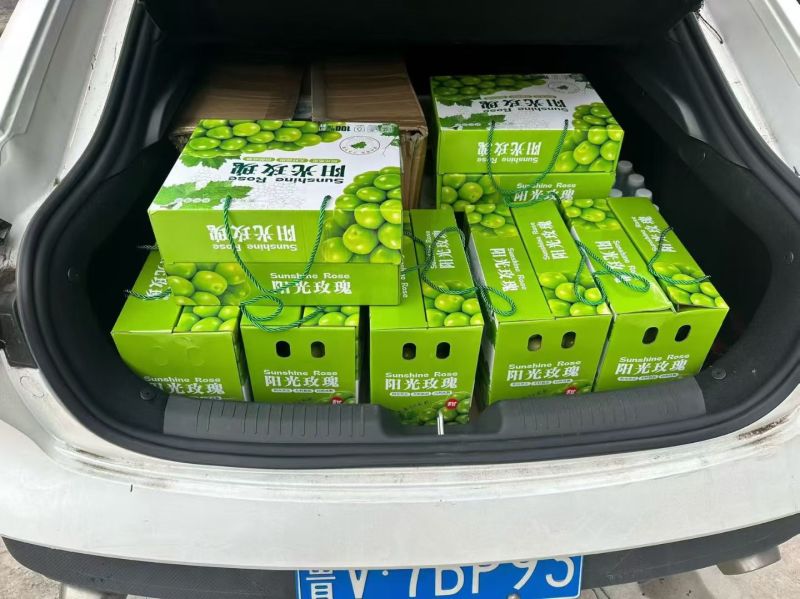 阳光玫瑰