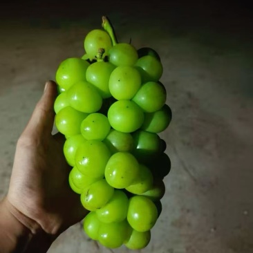 阳光玫瑰