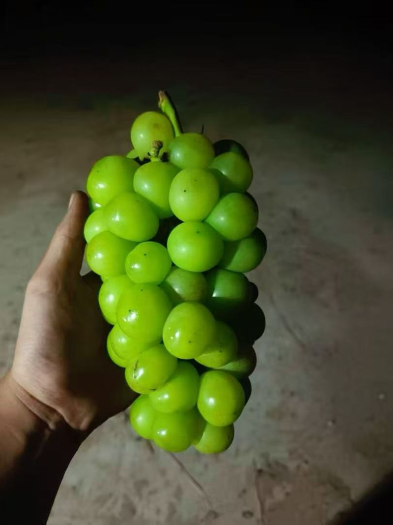 阳光玫瑰