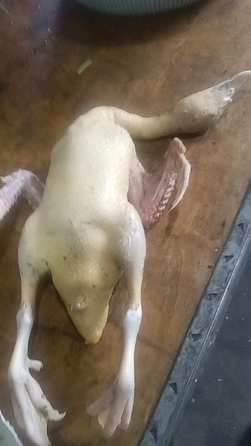 鸭子