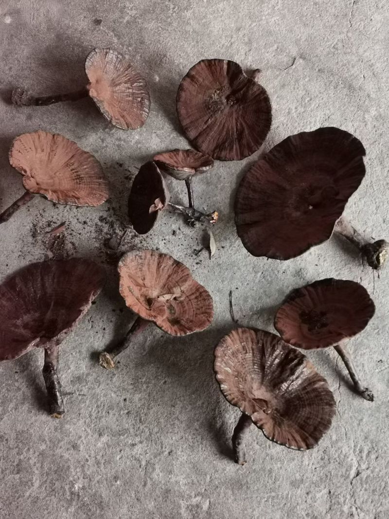 野生灵芝
