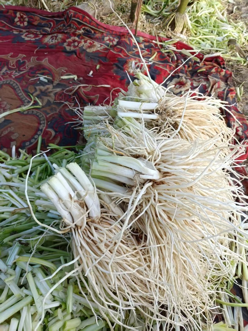 撇菜心和撇菜根