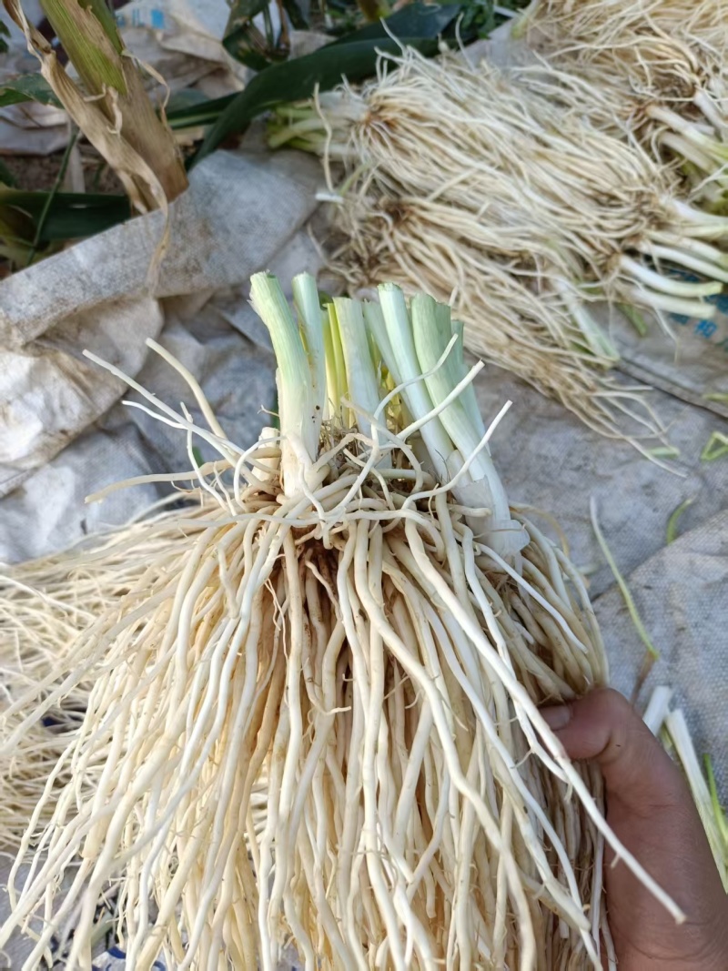 撇菜心和撇菜根