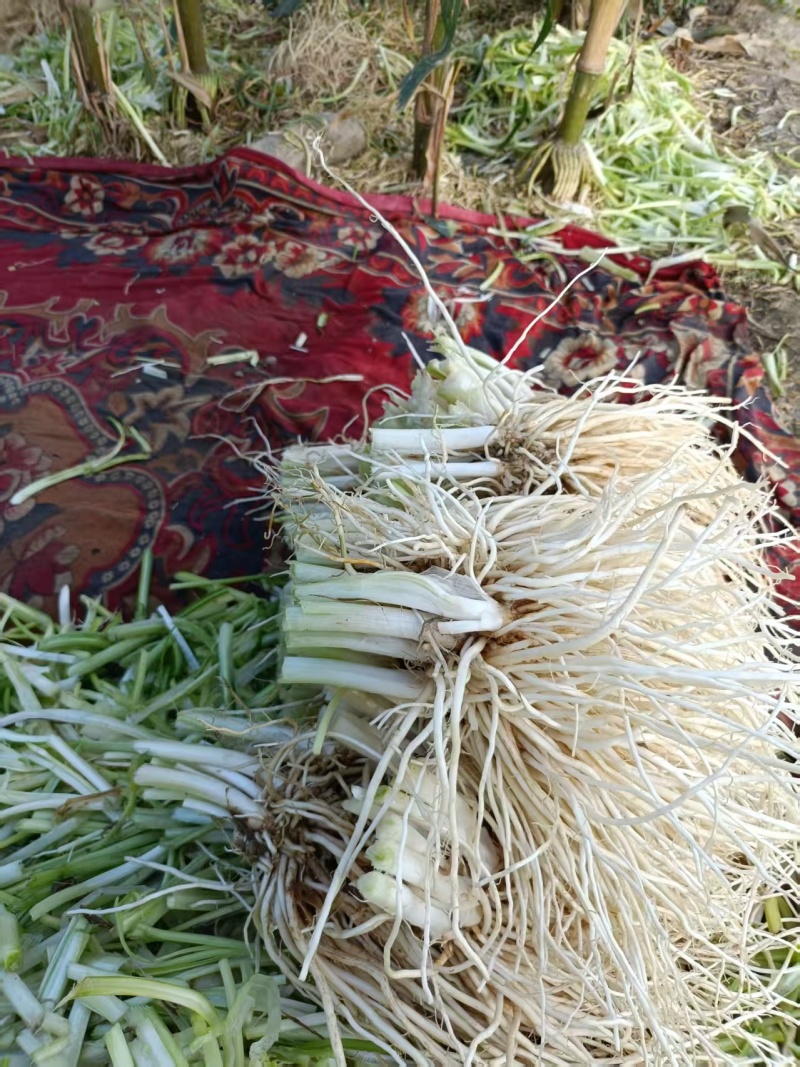 撇菜心和撇菜根