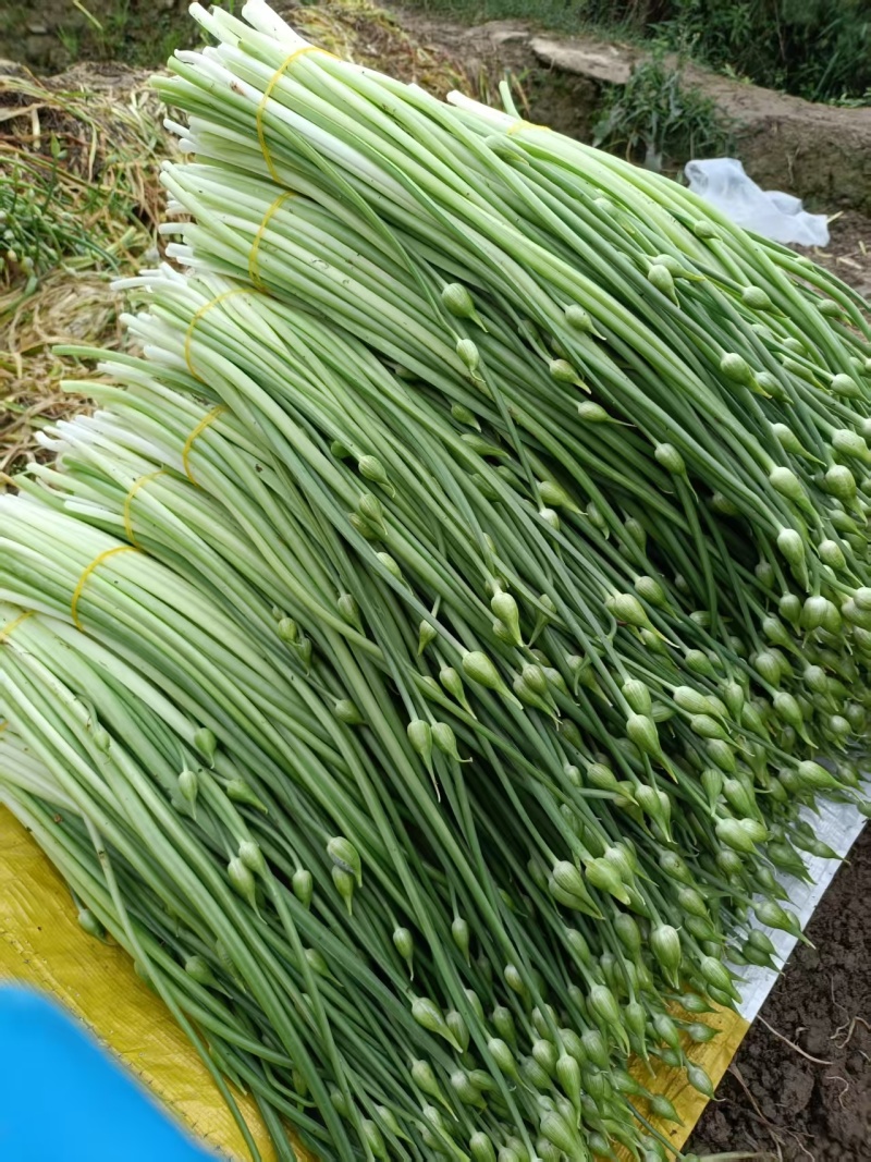 撇菜心和撇菜根
