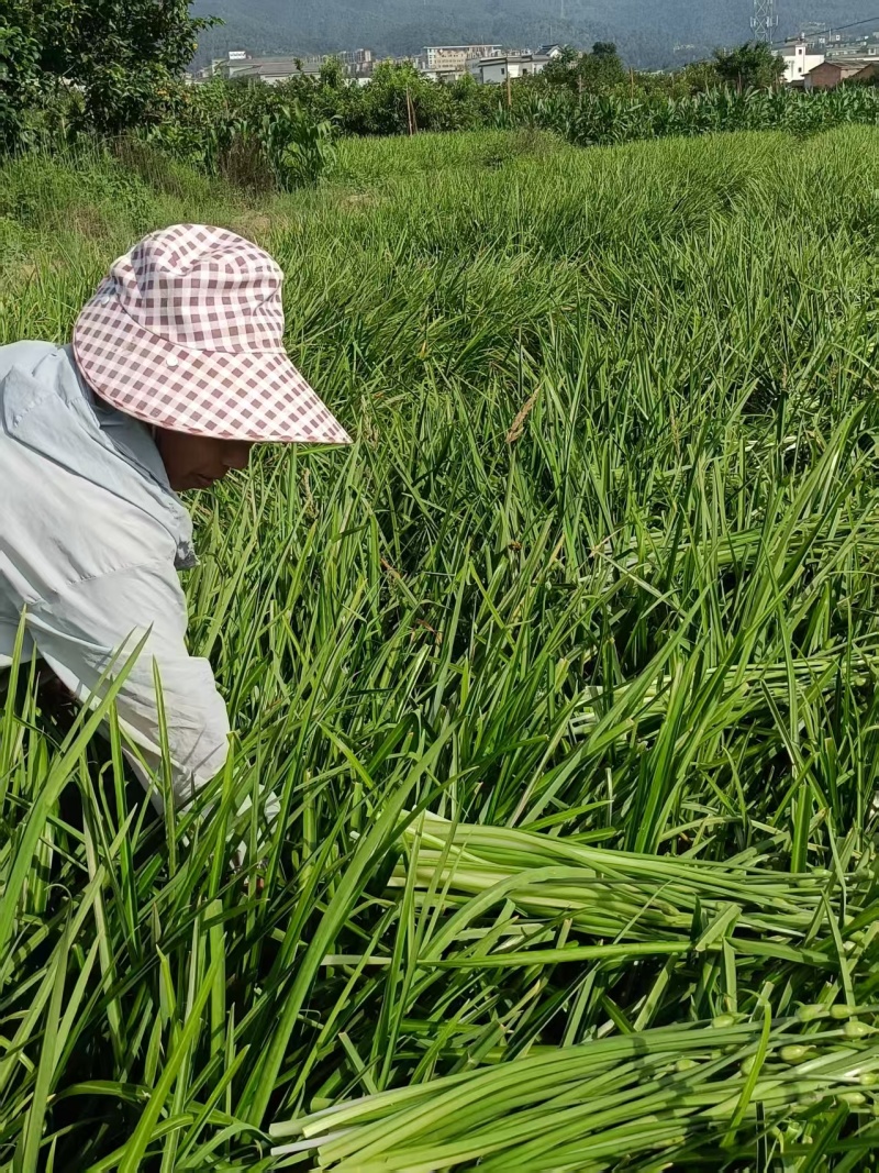 撇菜心和撇菜根