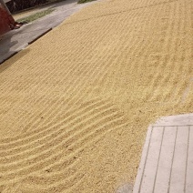 稻谷