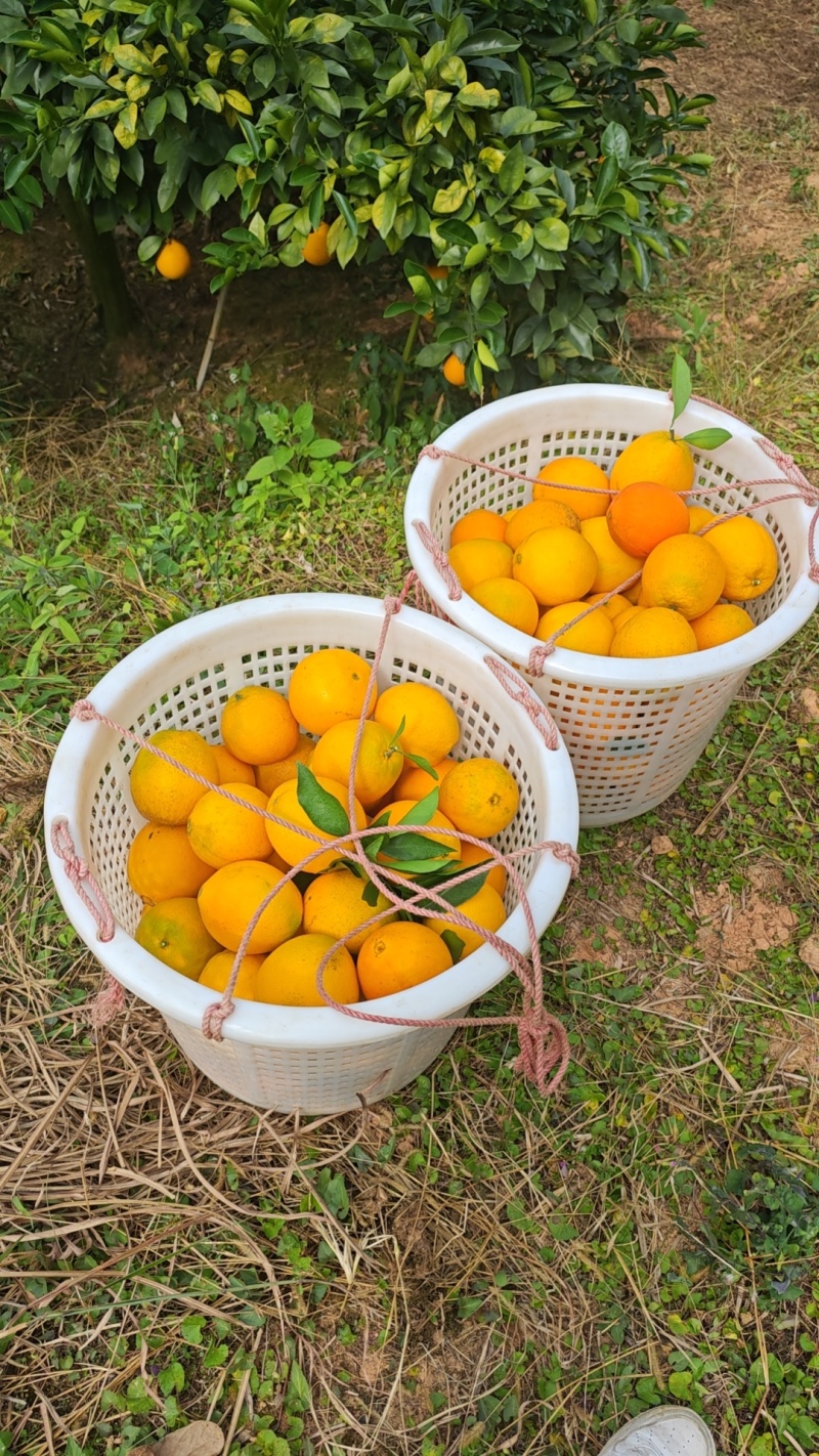 赣南脐橙11月开采摘