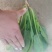 菠菜，茴香
