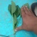 菠菜，茴香