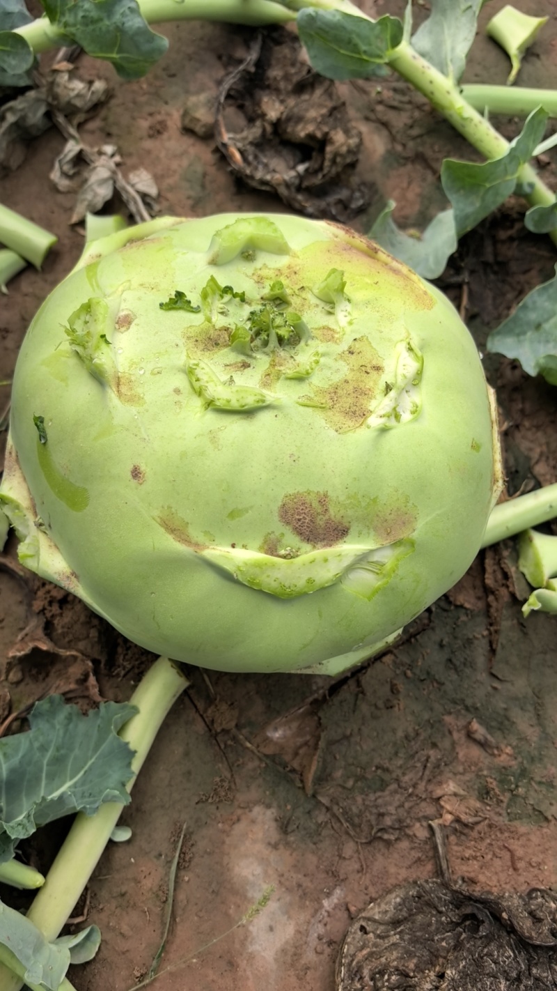 苤蓝菜