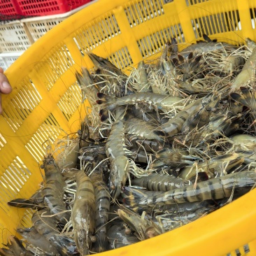 鲜活黑虎虾
