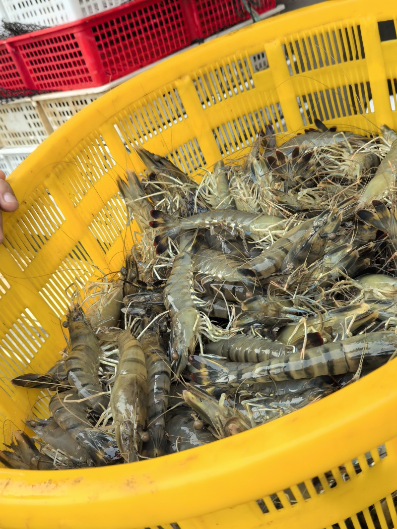 鲜活黑虎虾