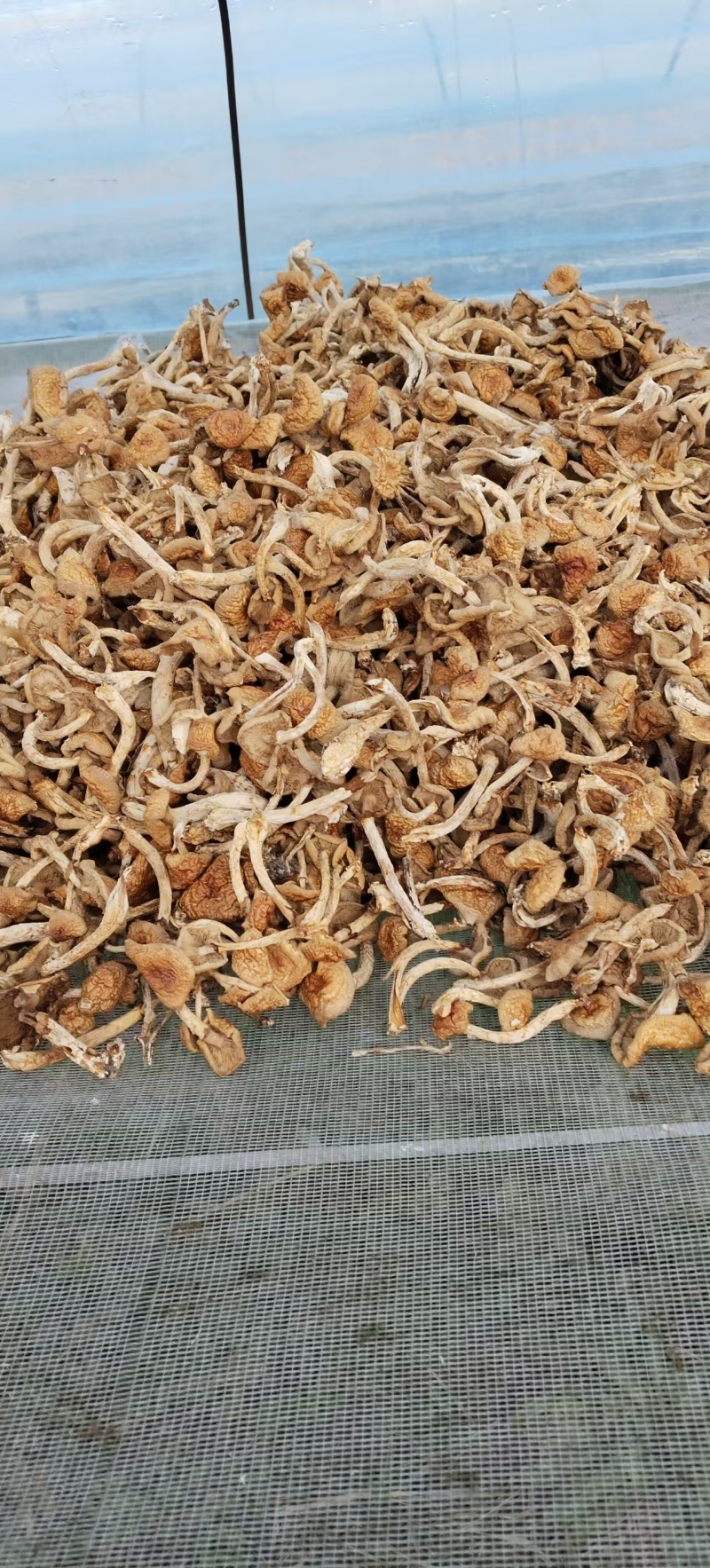 滑子菇干货