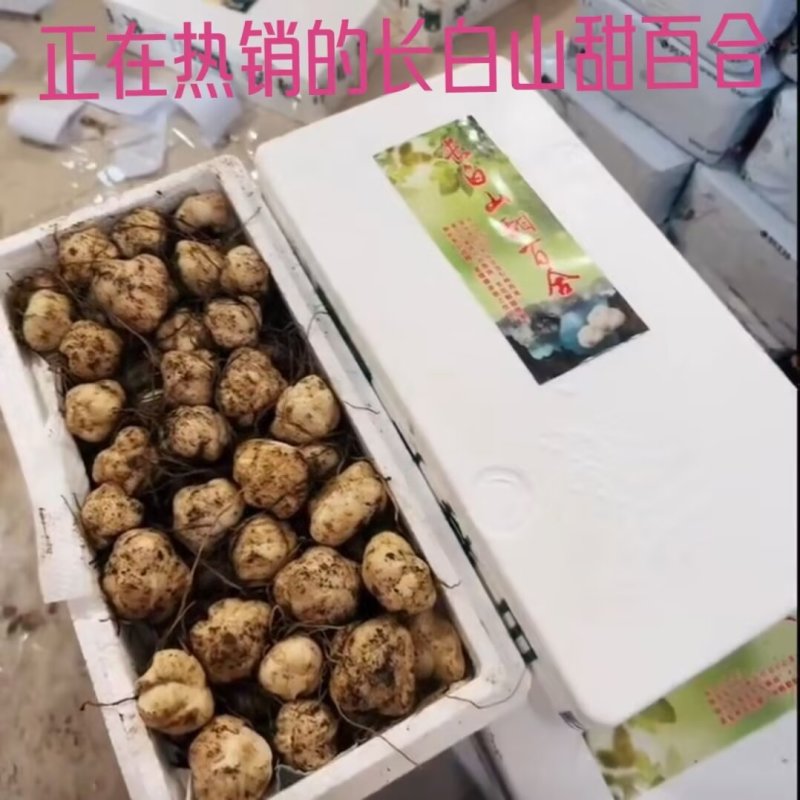 长白山甜百合新鲜农家自种新鲜带根发货现挖特产产地直发一盒2斤