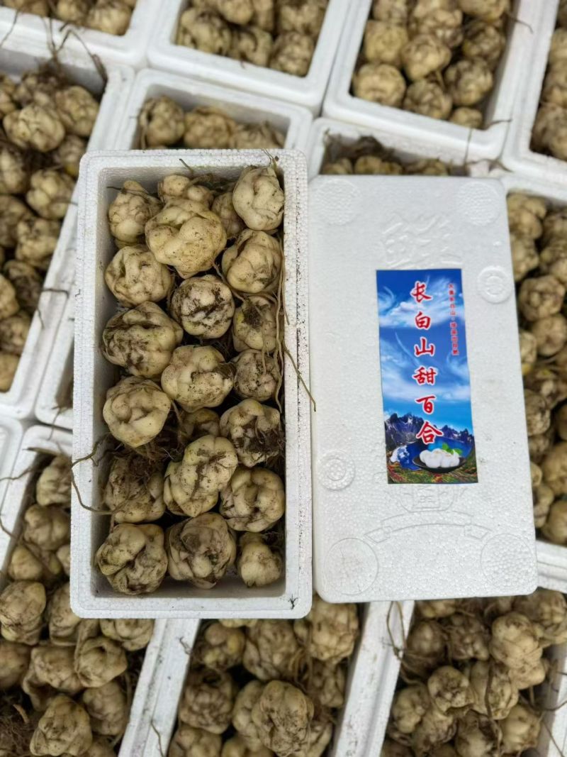 长白山甜百合新鲜农家自种新鲜带根发货现挖特产产地直发一盒2斤