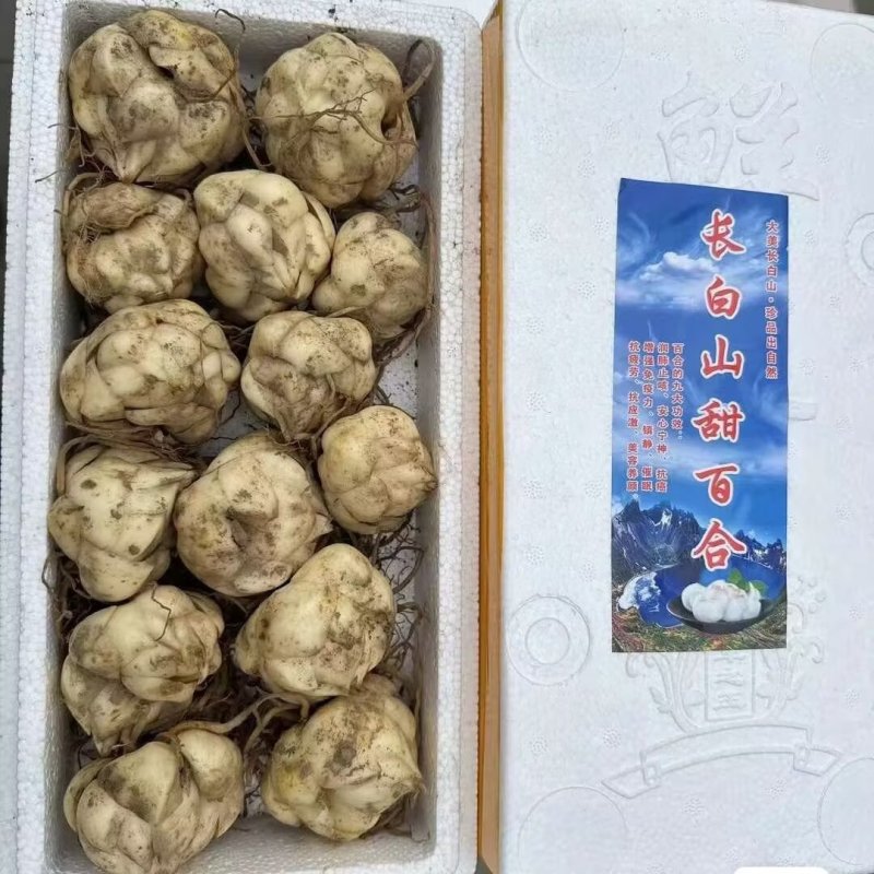 长白山甜百合新鲜农家自种新鲜带根发货现挖特产产地直发一盒2斤