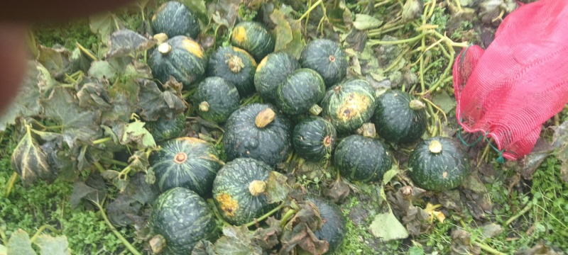 大批量售卖栗子南瓜