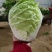 白菜，花菜，红萝卜，青萝卜，土豆，莴笋等