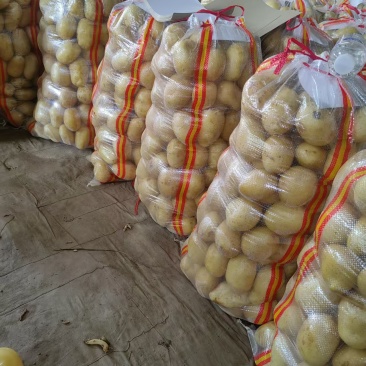 白菜，花菜，红萝卜，青萝卜，土豆，莴笋等