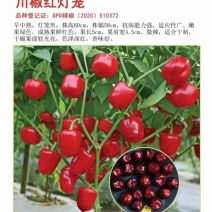 川椒珠子椒辣椒种子中早熟抗病力强连续结果强红灯笼椒干椒香味浓