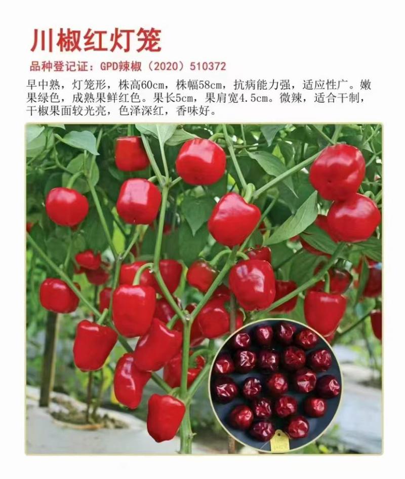 川椒珠子椒辣椒种子中早熟抗病力强连续结果强红灯笼椒干椒香味浓