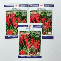 川椒朝地椒一号辣椒种子抗病性强丰产性强高辣度香味浓郁蔬菜种子