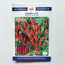 川椒485朝天椒种子极早熟鲜食干制小型辣椒种籽辣味香浓蔬菜种