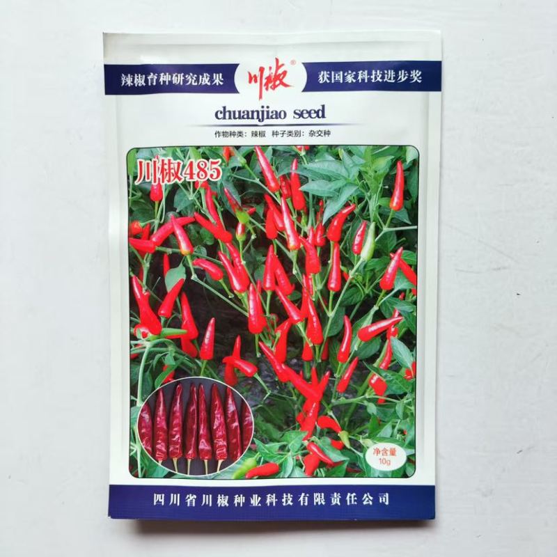 川椒485朝天椒种子极早熟鲜食干制小型辣椒种籽辣味香浓蔬菜种