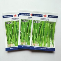 川椒顺尖97辣椒种子早熟长线椒种籽中辣顺直青红两用蔬菜种子高