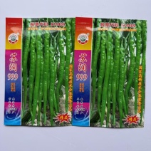 苏润线椒种子苏润999辣椒种子一代杂交高产优质良种抗病基地