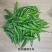 苏润樟树2号辣椒种子樟树港辣椒种子香辣早熟小尖椒种籽春秋高产