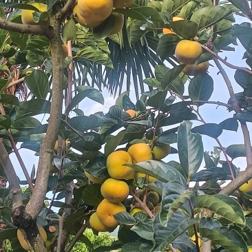 保山甜柿