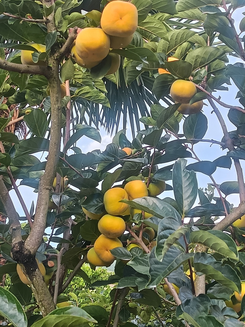 保山甜柿