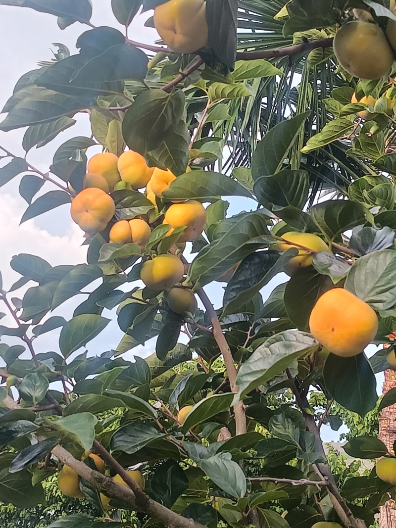 保山甜柿