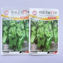 科技之光11号大果型皱皮薄皮椒辣椒种抗病高产早熟一代杂交灯笼