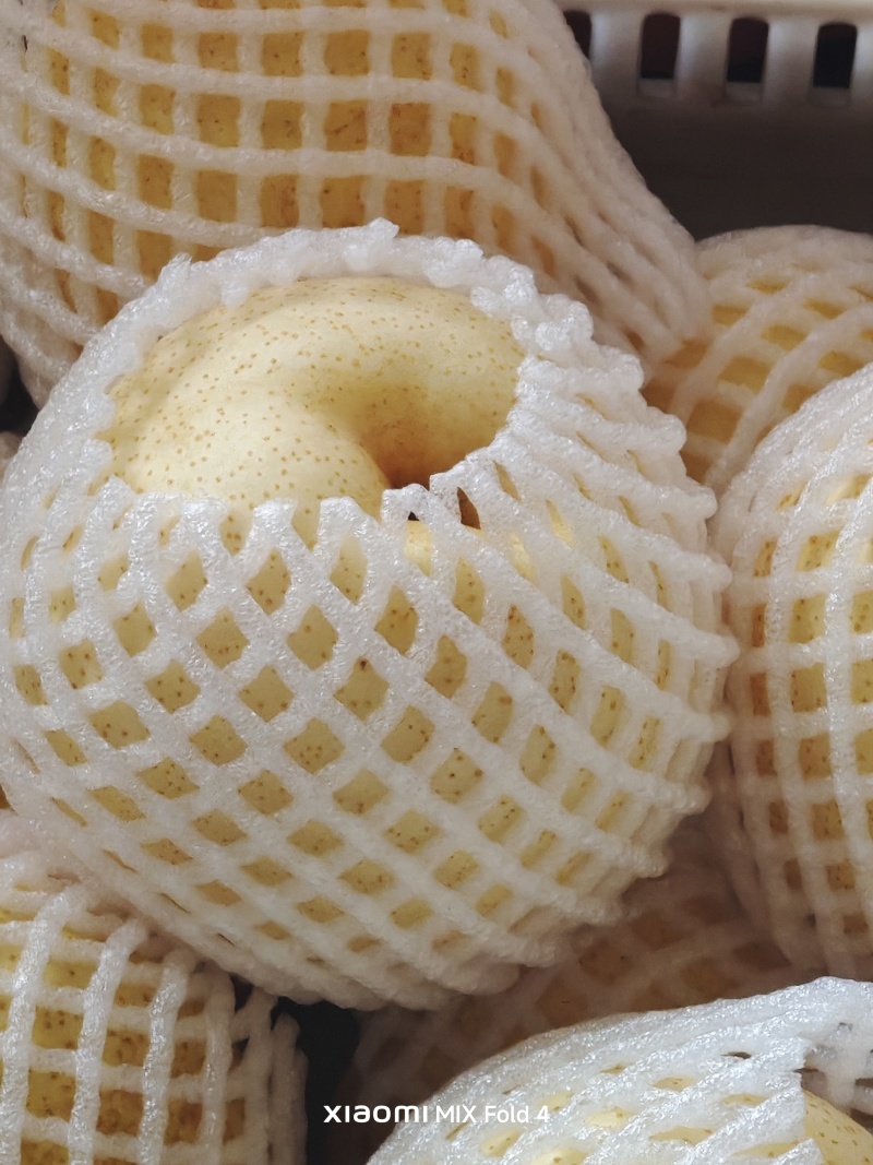 黄金梨