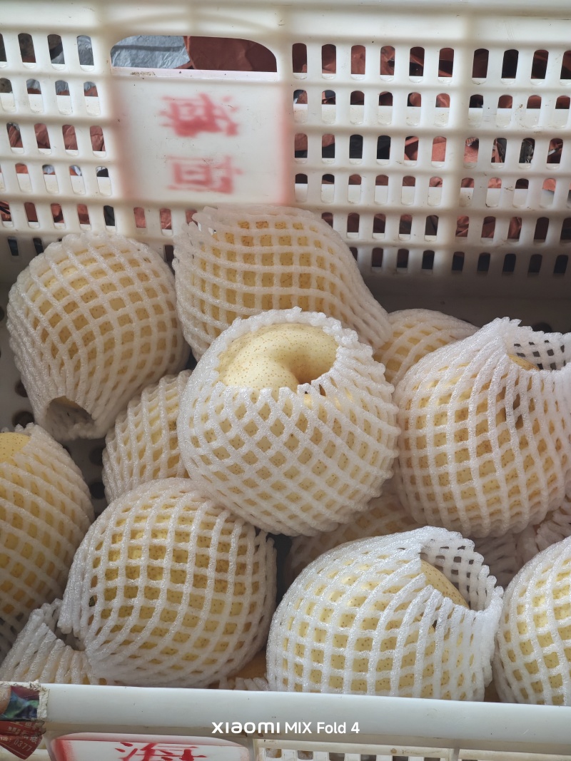 黄金梨