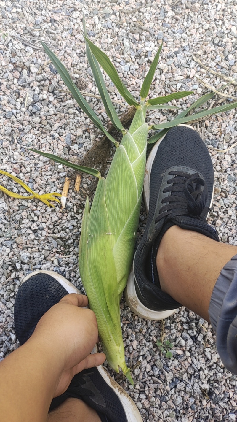 太阳花水果玉米