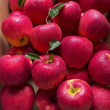 昭通甜脆苹果🍎